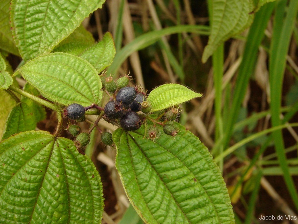 Miconia crenata (Vahl) Michelang.